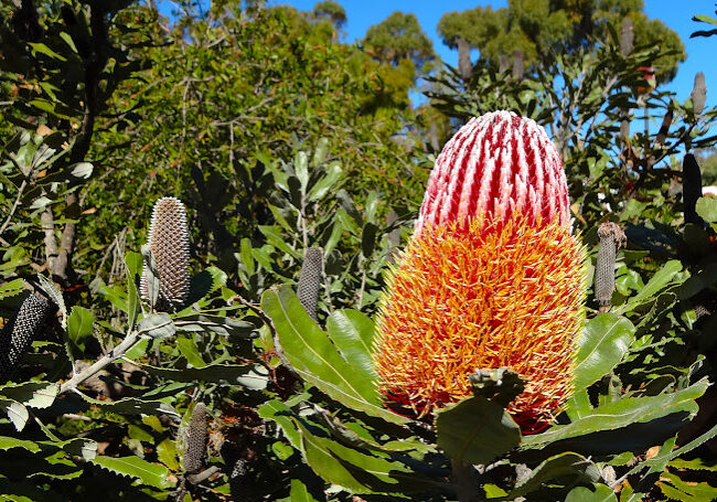 Photo of a flowering banksia