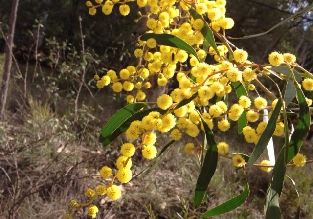 A_Pyncnantha_IMG_0582