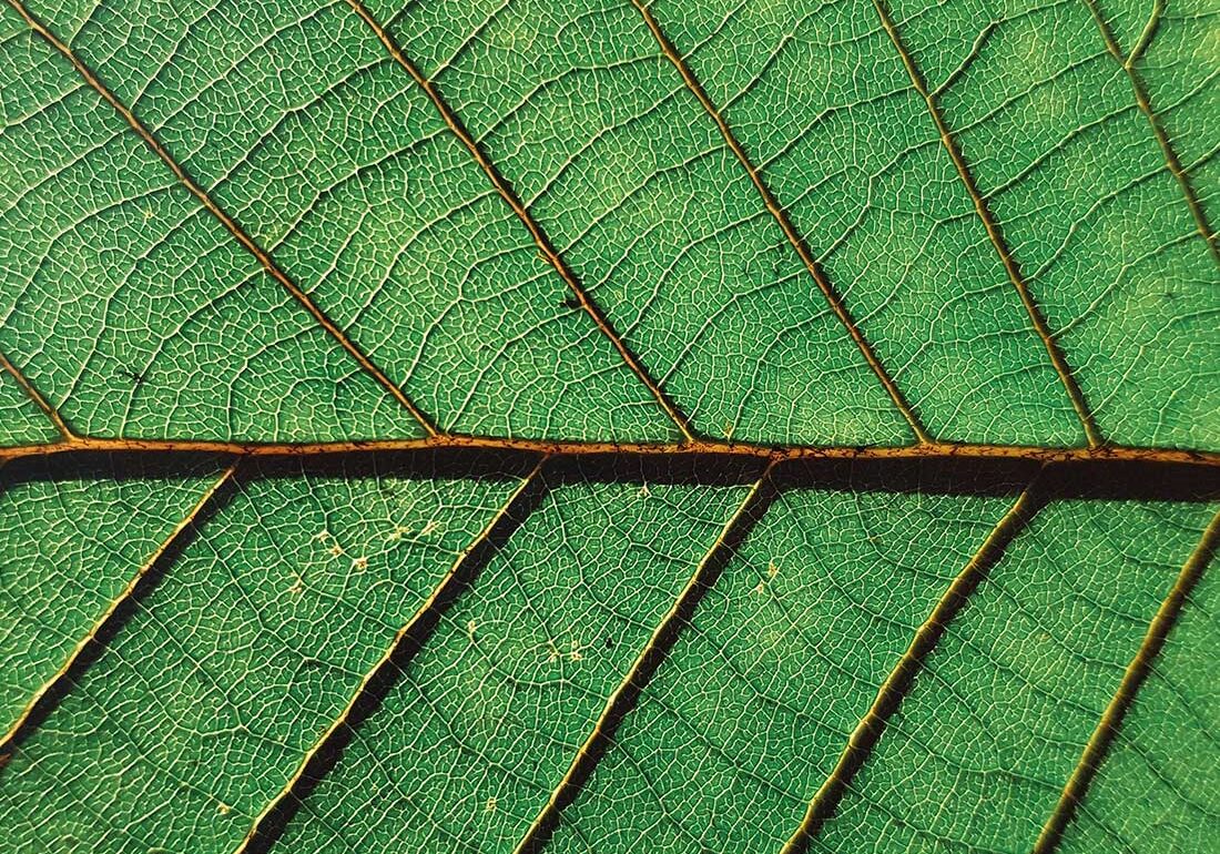 NELA - Leaf